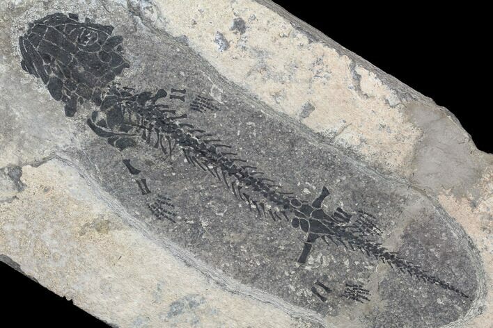 Discosauriscus (Early Permian Reptiliomorph) - Czech Republic #106345